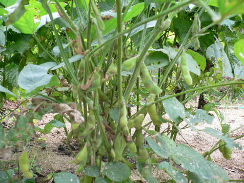 edamame.JPG