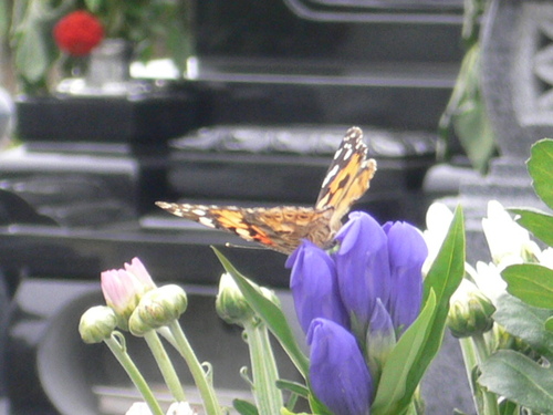 farfalla.JPG
