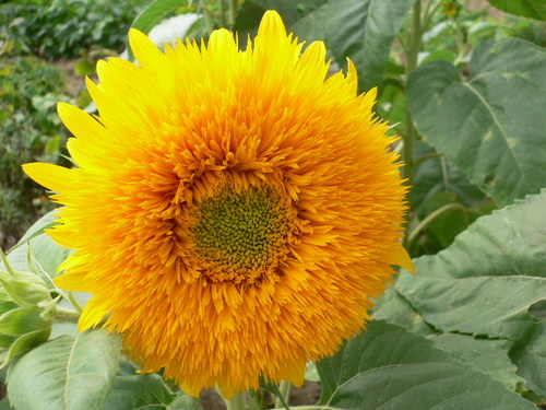 girasole.JPG