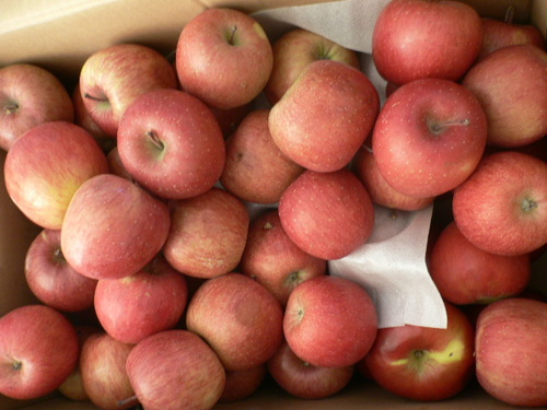 fuji.JPGのサムネール画像