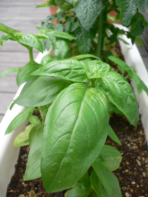 basilico7.JPG