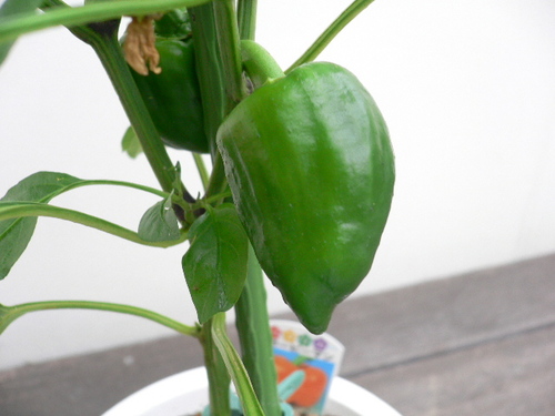 peperoni arancia7.JPG