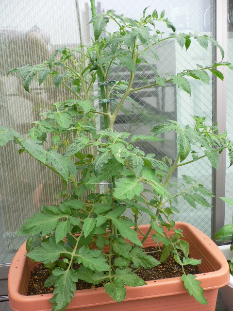 pomodori malzano 7.JPG