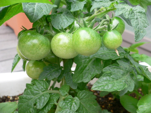 pomodorini regina 7.JPG