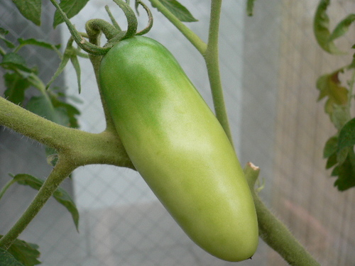 san malzano red magic.JPG