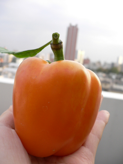 peperone.JPG