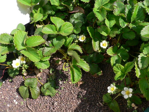 fiori di fragole1.JPG