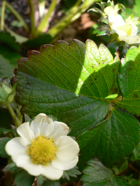 fiori di fragole2.JPG