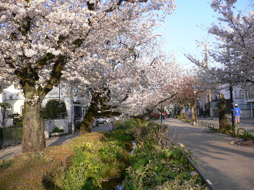 sakura20122.JPG