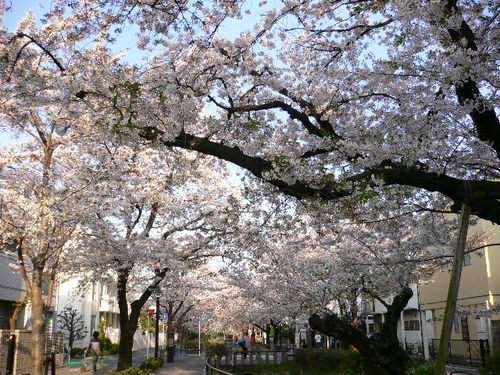 sakura20123.JPG