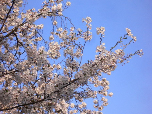 sakura20126.JPG