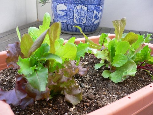 insalata mista terazza.jpg